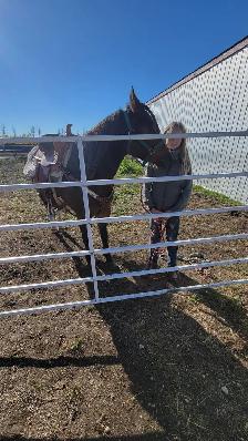 Performance Welsh cross quarter horse 13HH - Photo 6