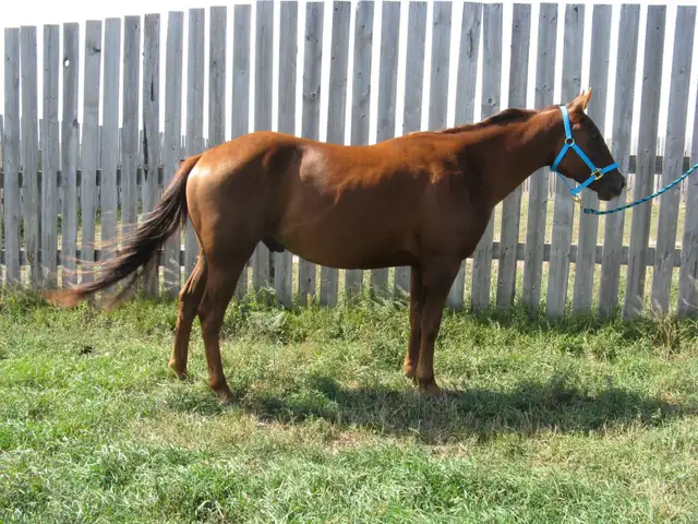 Registered AQHA Gelding