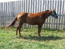 Registered AQHA Gelding