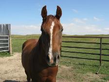 Registered AQHA Gelding - Photo 2