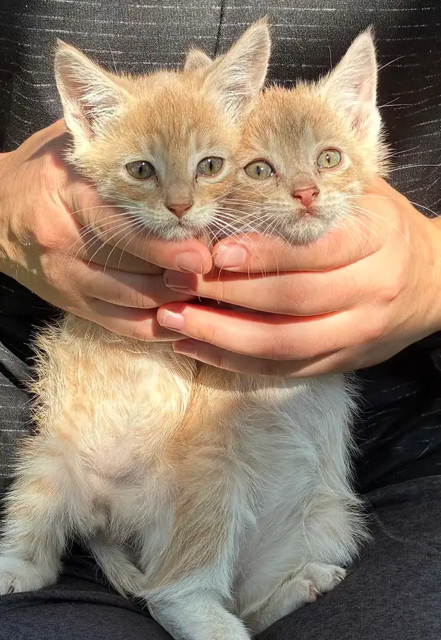 baby cats