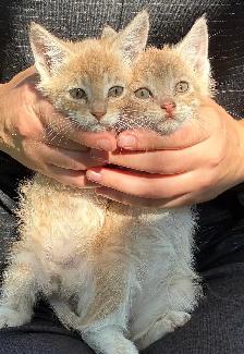 baby cats