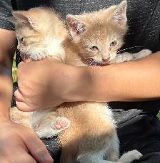 baby cats - Photo 2