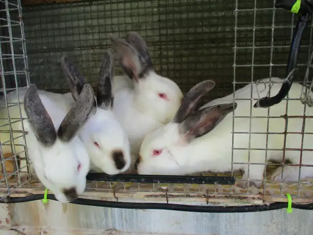 Lapins californiens.