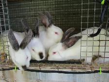 Lapins californiens.