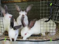 Lapins californiens. - Photo 2