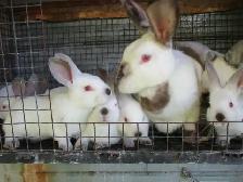 Lapins californiens. - Photo 3
