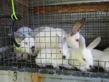 Lapins californiens. - Photo 4