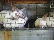 Lapins californiens. - Photo 5