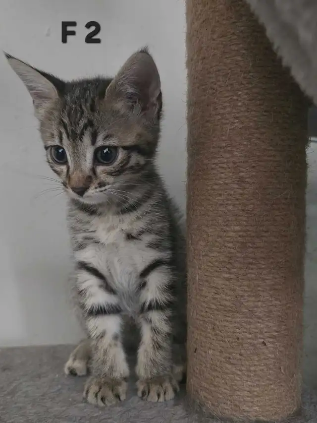 SAVANNAH HIGHLANDER FEMELLES DISPONIBLE