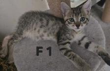 SAVANNAH HIGHLANDER FEMELLES DISPONIBLE - Photo 2