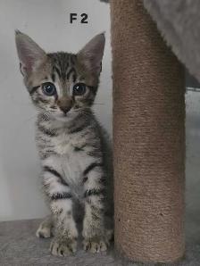 SAVANNAH HIGHLANDER FEMELLES DISPONIBLE - Photo 5