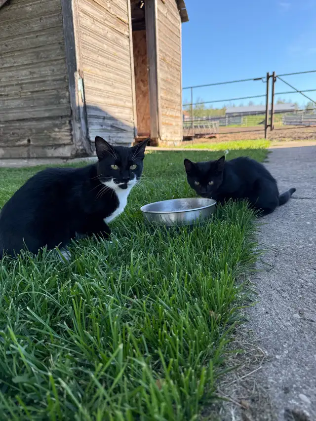 Farm Kittens