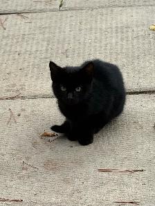 Farm Kittens - Photo 2
