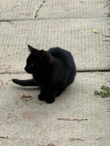 Farm Kittens - Photo 3