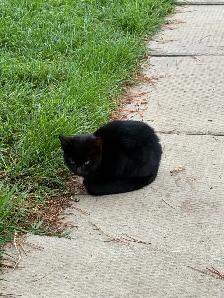 Farm Kittens - Photo 4