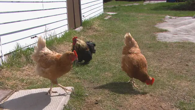 poule à donner
