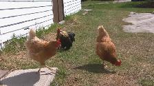 poule à donner