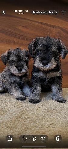 Schnauzer