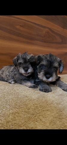 Schnauzer - Photo 2