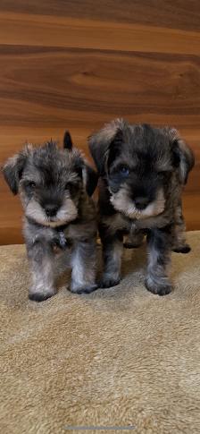 Schnauzer - Photo 3