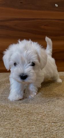 Schnauzer - Photo 4