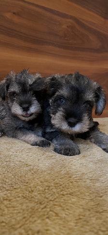 Schnauzer - Photo 5