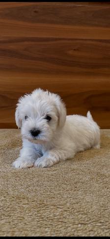 Schnauzer - Photo 6