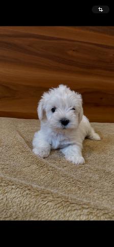 Schnauzer - Photo 7