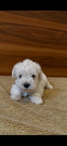 Schnauzer - Photo 8
