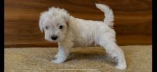 Schnauzer - Photo 9