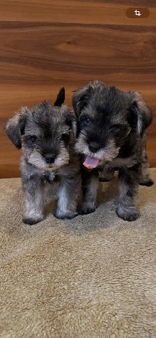 Schnauzer - Photo 10