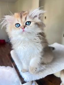 British Shorthair & Longhair Kittens/ Black Golden Shaded /TICA
