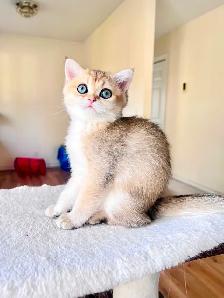 British Shorthair & Longhair Kittens/ Black Golden Shaded /TICA - Photo 2