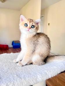 British Shorthair & Longhair Kittens/ Black Golden Shaded /TICA - Photo 3