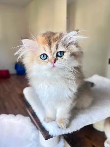British Shorthair & Longhair Kittens/ Black Golden Shaded /TICA - Photo 4