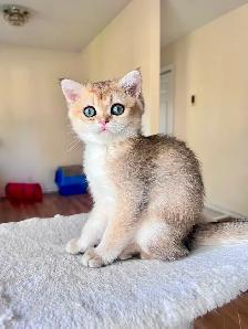 British Shorthair & Longhair Kittens/ Black Golden Shaded /TICA - Photo 5