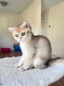 British Shorthair & Longhair Kittens/ Black Golden Shaded /TICA - Photo 7