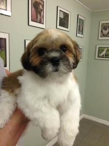 Dog Grooming Services - Photo 2