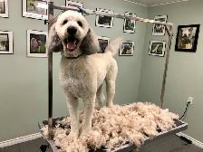 Dog Grooming Services - Photo 4
