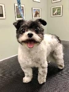Dog Grooming Services - Photo 5