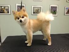 Dog Grooming Services - Photo 6