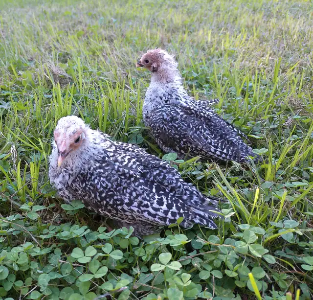 3 purebred silver deathlayer chicks