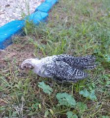 3 purebred silver deathlayer chicks - Photo 2