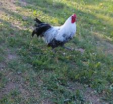 3 purebred silver deathlayer chicks - Photo 3