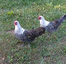 3 purebred silver deathlayer chicks - Photo 4