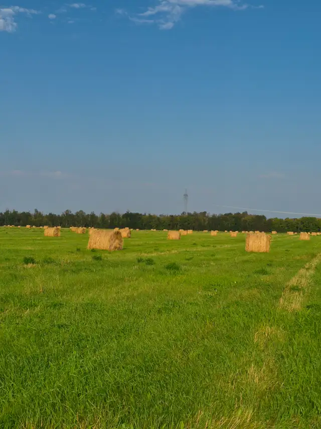 Hay for Sale