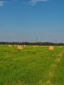 Hay for Sale
