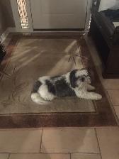 'Home away from home' pet sitting - Photo 2