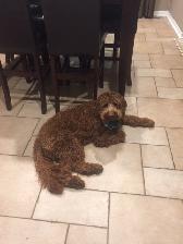 'Home away from home' pet sitting - Photo 3